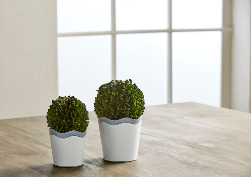 Scalloped Boxwood
