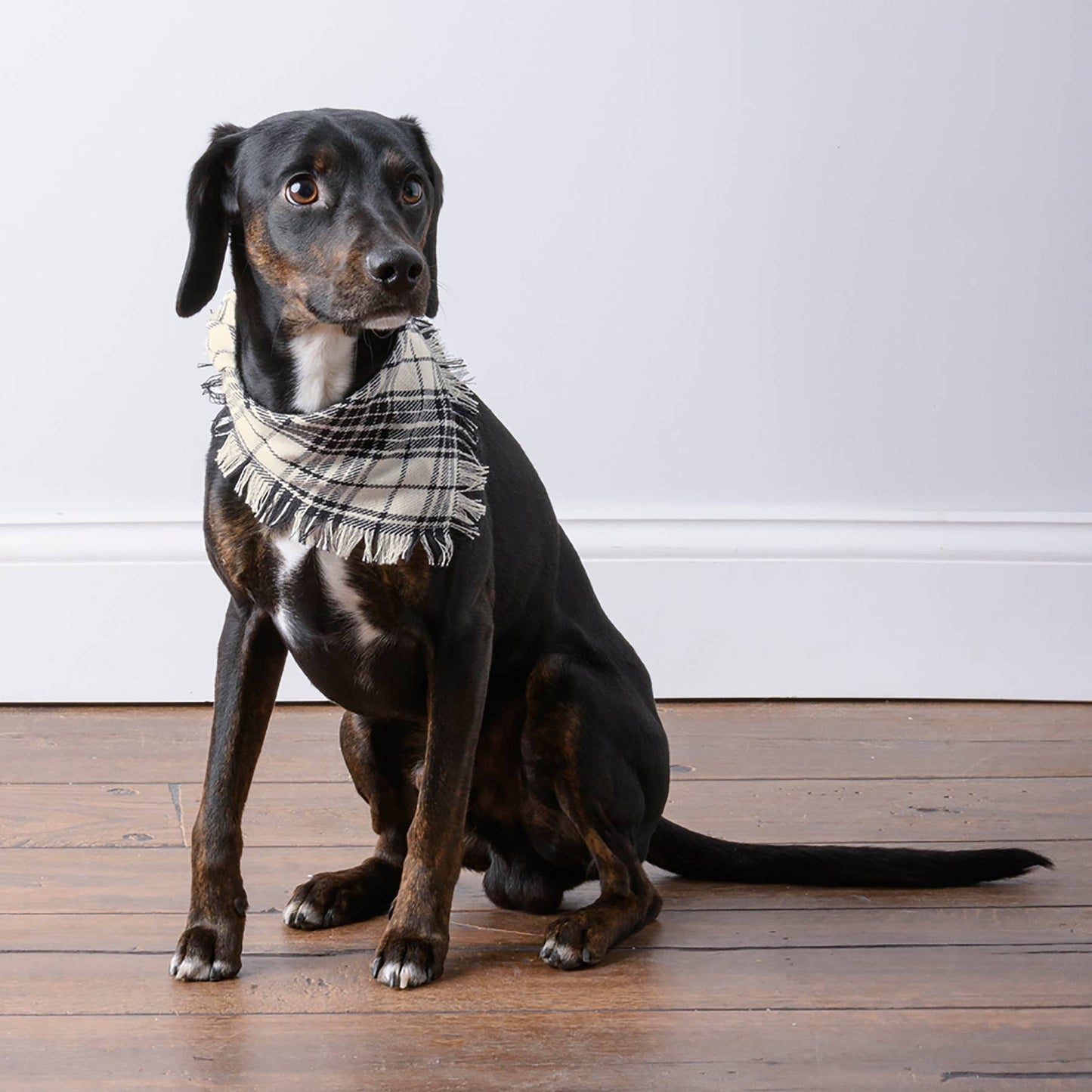 Pet Bandanas