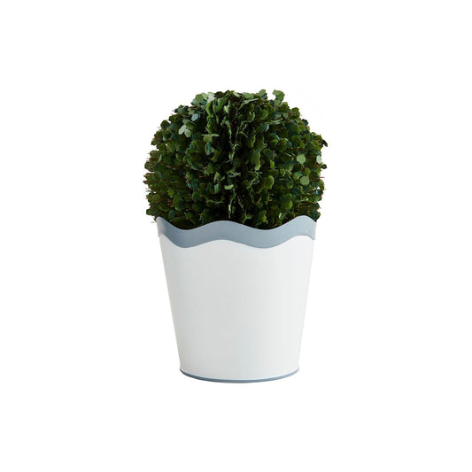 Scalloped Boxwood