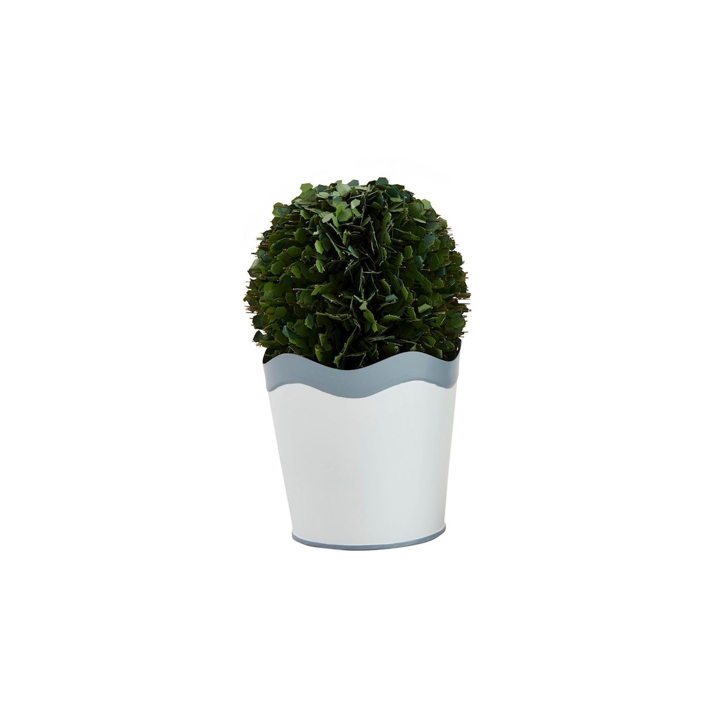 Scalloped Boxwood