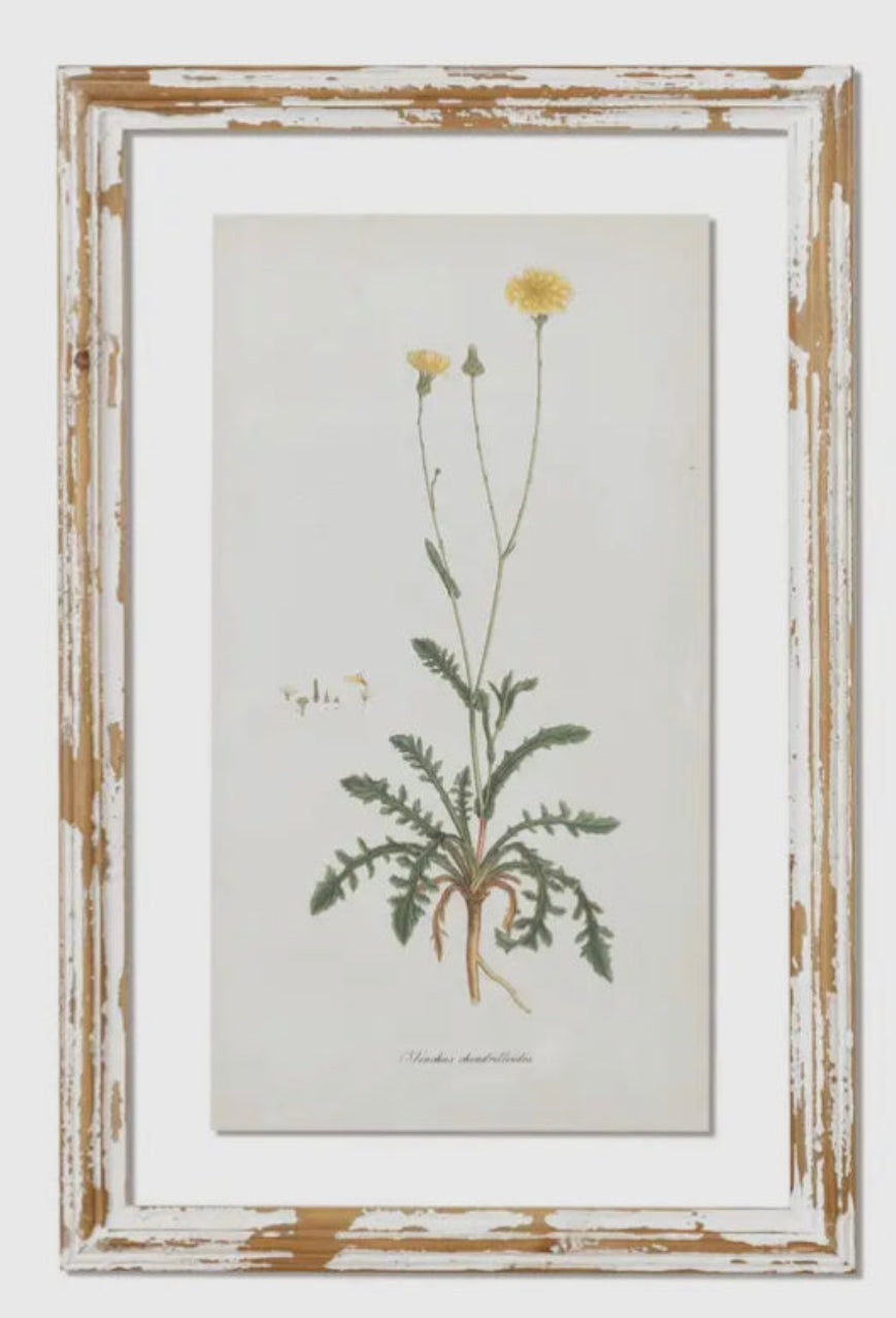 Framed Print — Dandelions