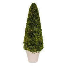Potted Boxwood Tree