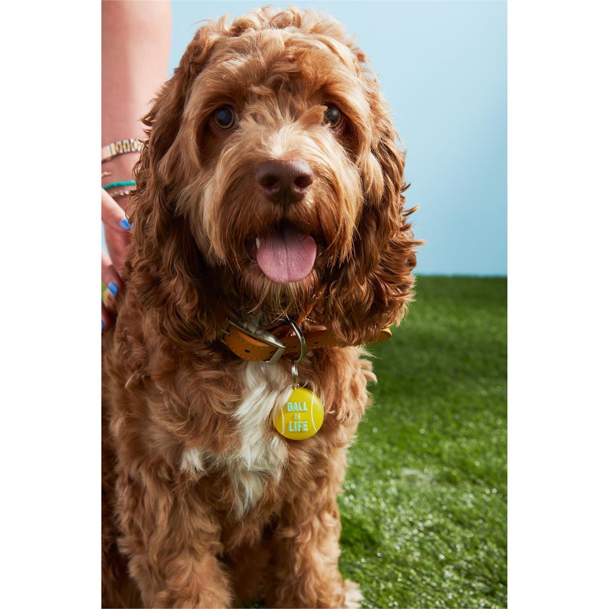 Light-Up Dog Collar Charms
