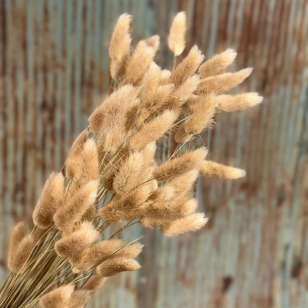 Dried Bunny Tails