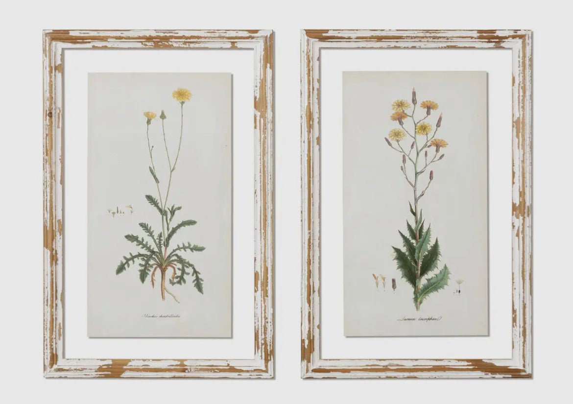 Framed Print — Dandelions