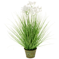 White Clouds Potted Grass